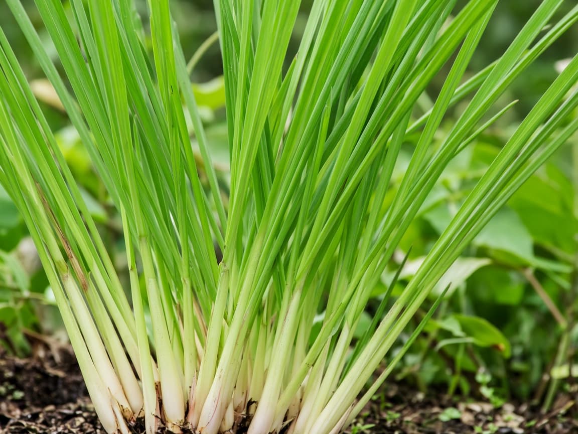 Illustrative photograph used for the Lemongrass enquiry listing. This is not an AGRO PARKS product photograph.