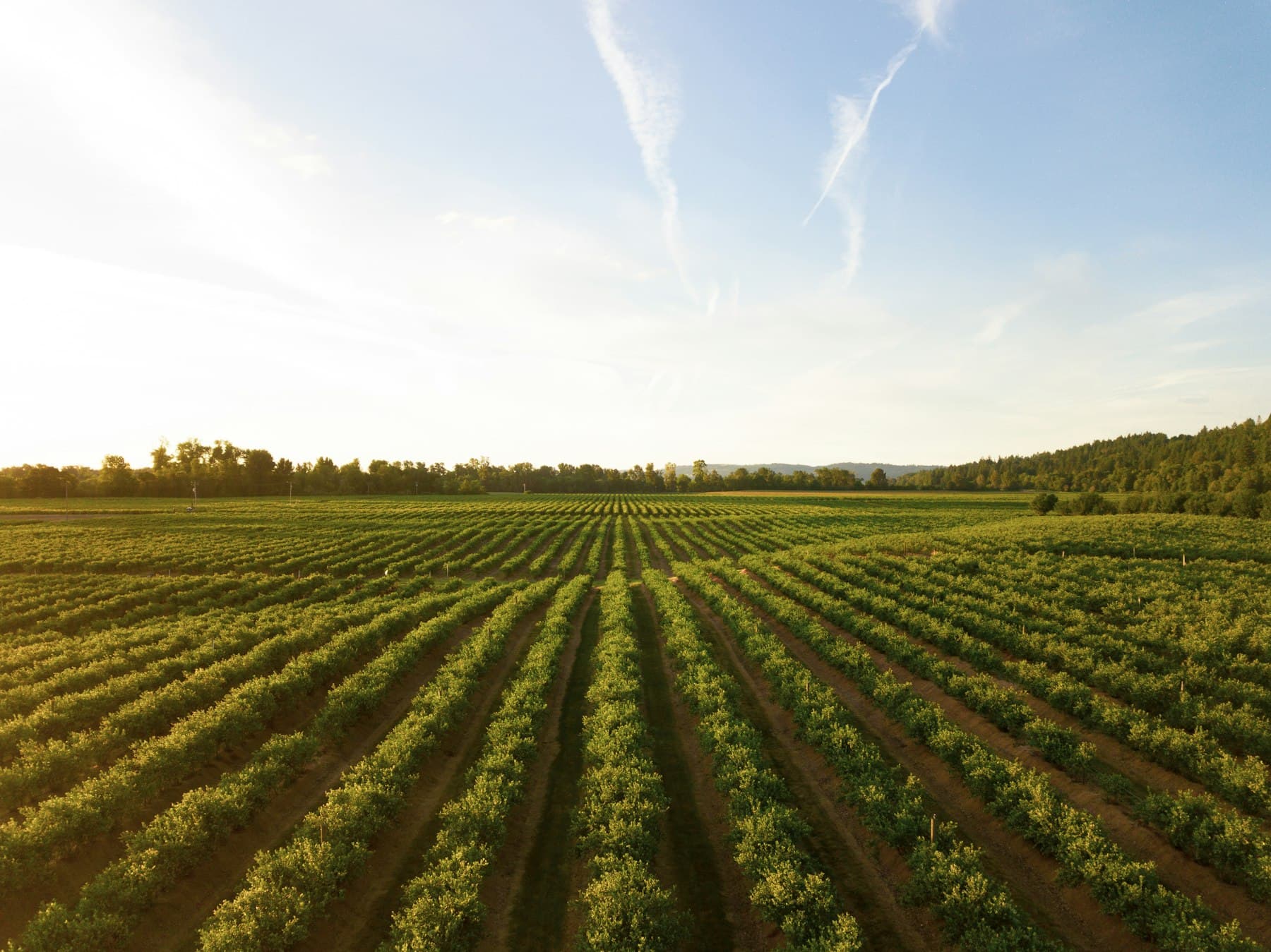 Illustrative aerial photograph of farmland. This is not an AGRO PARKS orchard.