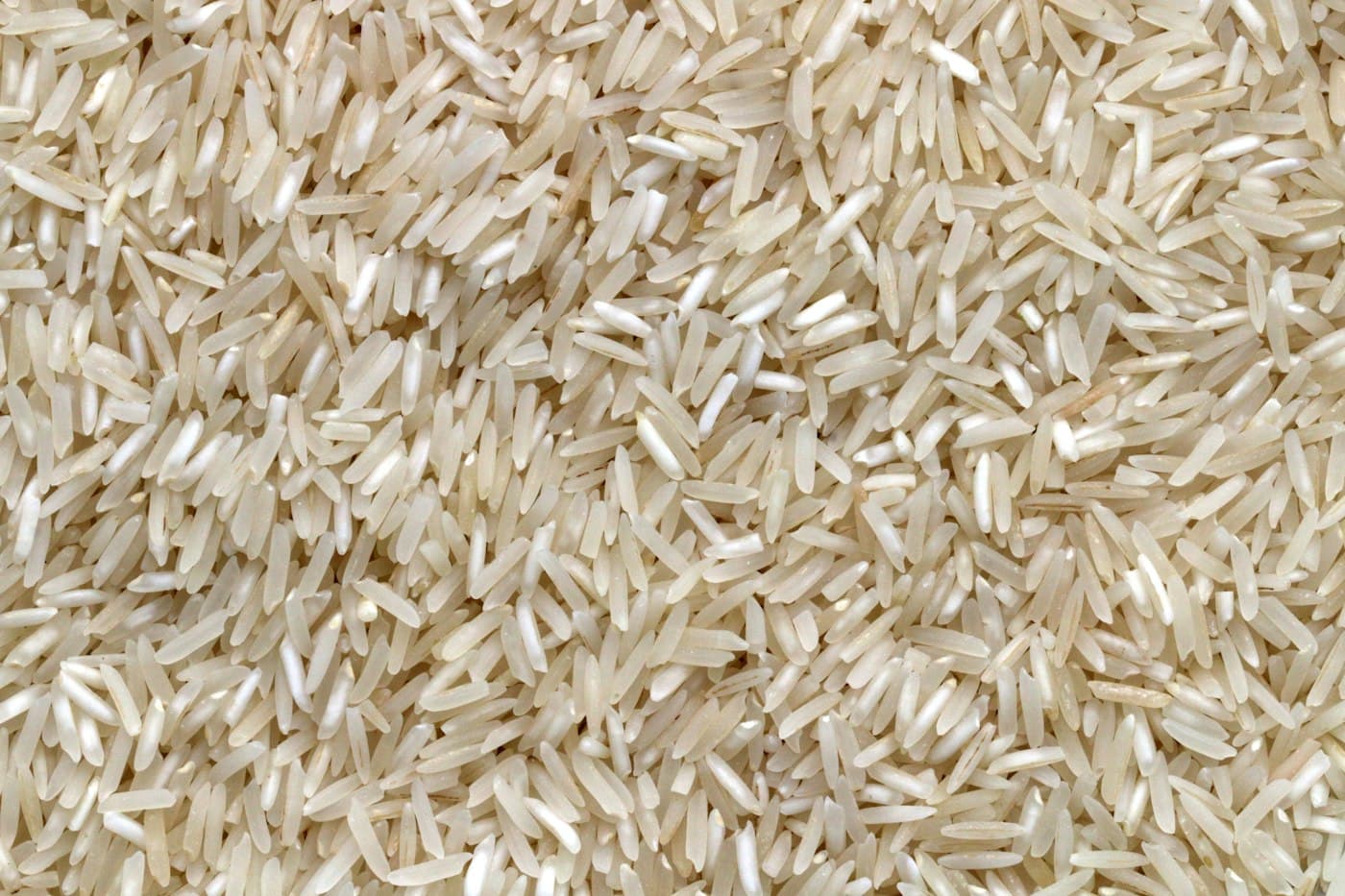 Illustrative photograph used for the Paddy enquiry listing. This is not an AGRO PARKS product photograph.