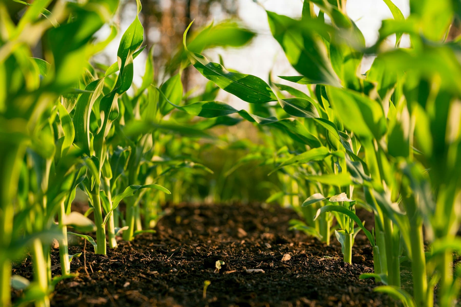 Crop monitoring