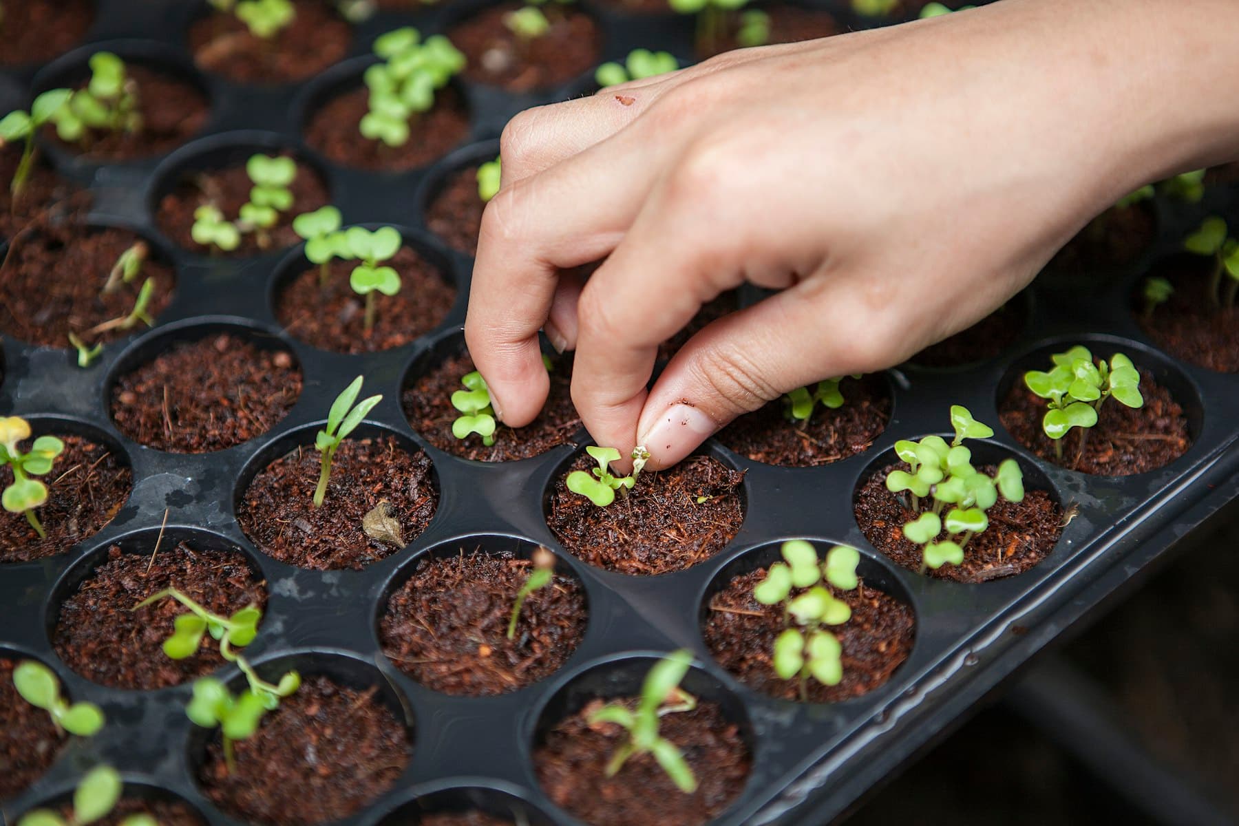 Illustrative photograph of protected cultivation. This is not an AGRO PARKS greenhouse.